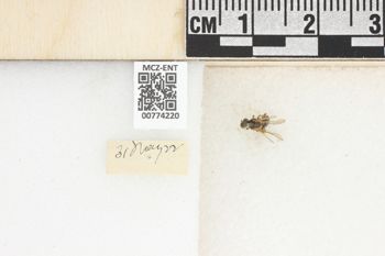 Media type: image;   Entomology 774220 Aspect: Labels